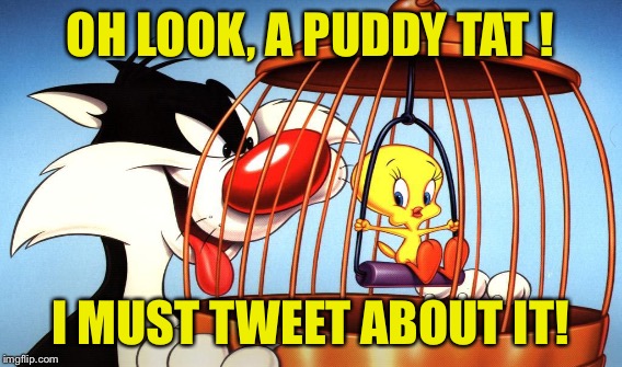 OH LOOK, A PUDDY TAT ! I MUST TWEET ABOUT IT! | made w/ Imgflip meme maker