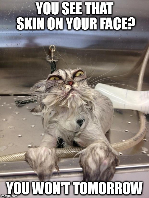 Angry Wet Cat | YOU SEE THAT SKIN ON YOUR FACE? YOU WON'T TOMORROW | image tagged in angry wet cat,memes | made w/ Imgflip meme maker
