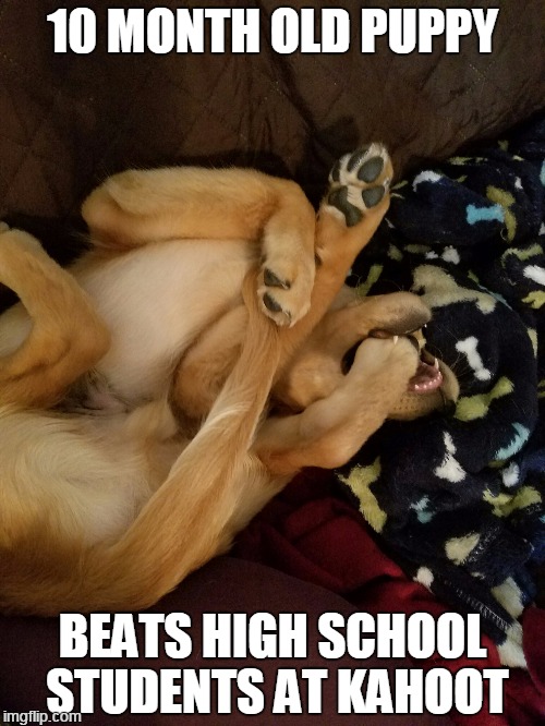 Silly puppy! | 10 MONTH OLD PUPPY; BEATS HIGH SCHOOL STUDENTS AT KAHOOT | image tagged in golden retriever,high school,puppies | made w/ Imgflip meme maker