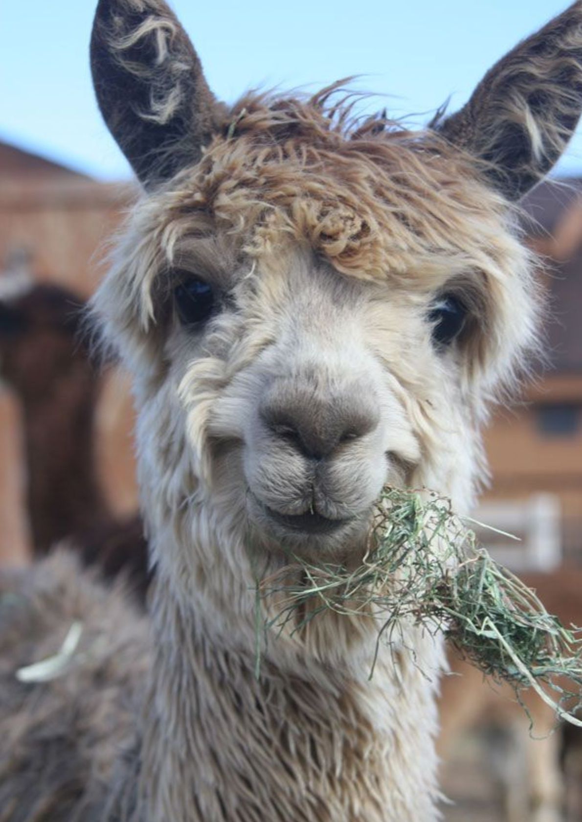 Llama2. Лама или альпака. Лама длинношерстная. Аргентинский верблюдоид. Лама и альпака улыбаются.