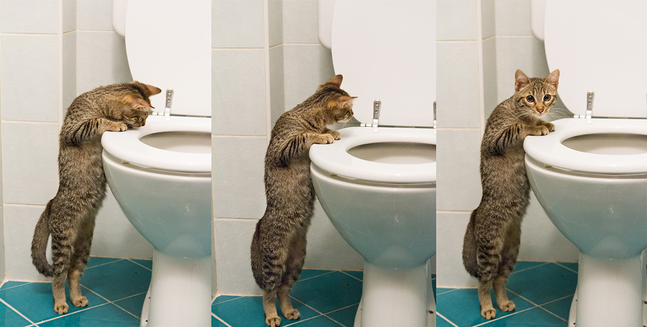 cat looking in toilet Blank Meme Template