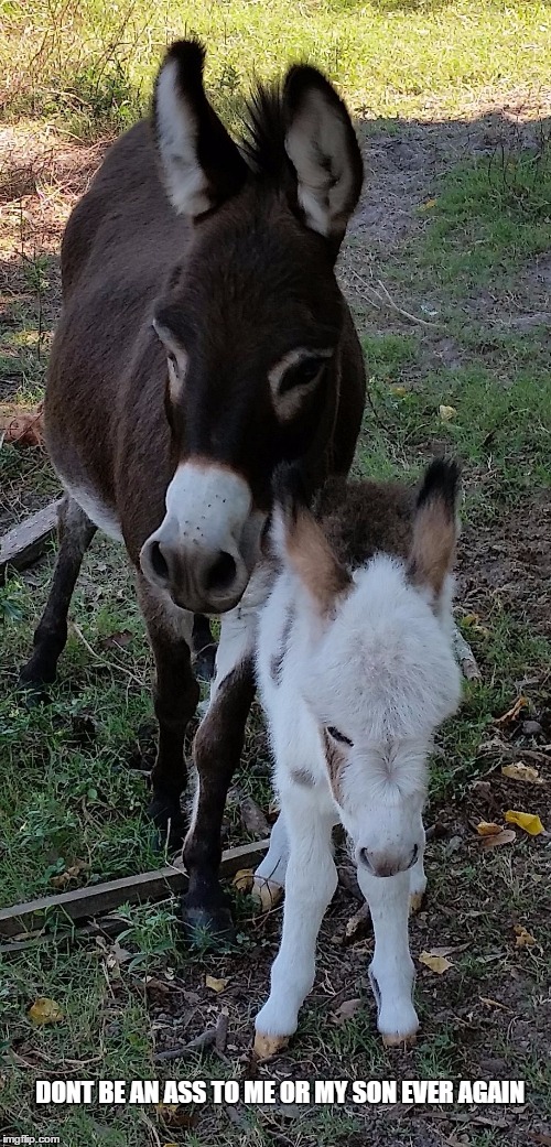 wise words? | DONT BE AN ASS TO ME OR MY SON EVER AGAIN | image tagged in funny,funny memes,funny animals,donkey | made w/ Imgflip meme maker