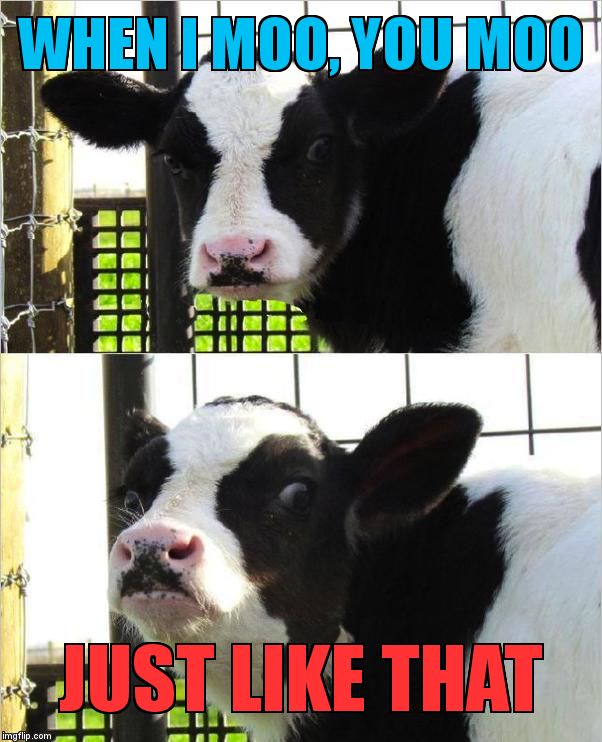 cows | WHEN I MOO, YOU MOO; JUST LIKE THAT | image tagged in cows | made w/ Imgflip meme maker