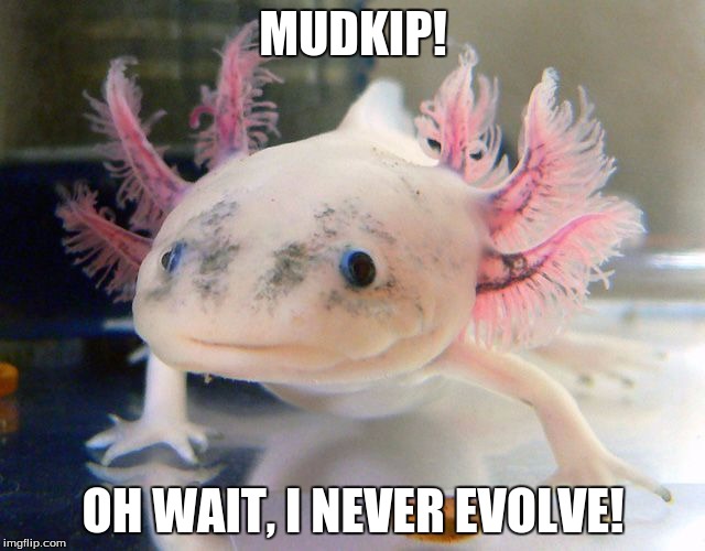 MUDKIP! OH WAIT, I NEVER EVOLVE! | image tagged in mudkip axolotl much | made w/ Imgflip meme maker