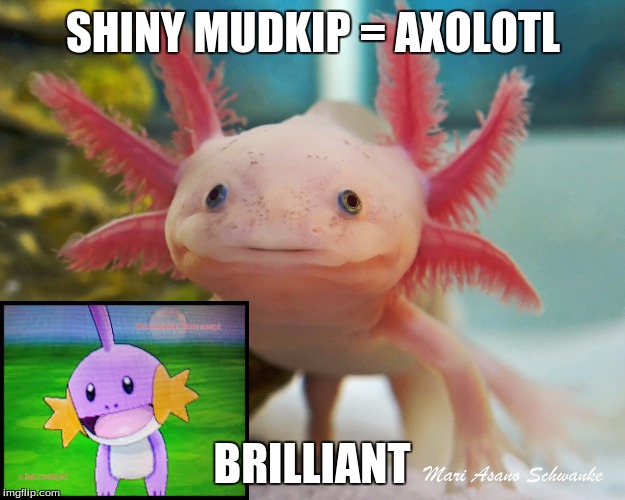 SHINY MUDKIP = AXOLOTL; BRILLIANT | image tagged in shiny mudkipaxolotl | made w/ Imgflip meme maker