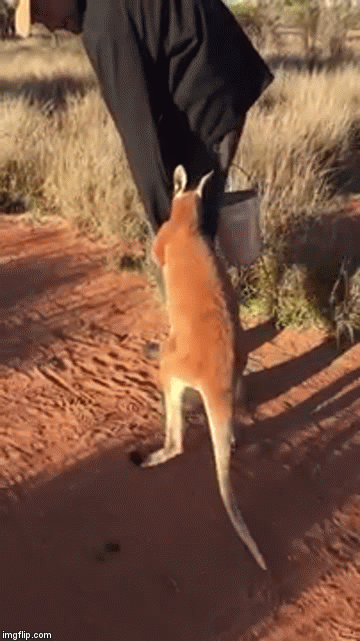 ; LUV followS,
 | image tagged in gifs,kangroo,love | made w/ Imgflip video-to-gif maker