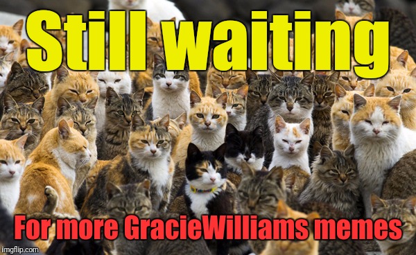 Aoshima cat island | Still waiting For more GracieWilliams memes | image tagged in aoshima cat island | made w/ Imgflip meme maker