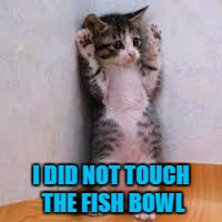 Cats  | I DID NOT TOUCH THE FISH BOWL | image tagged in cats | made w/ Imgflip meme maker