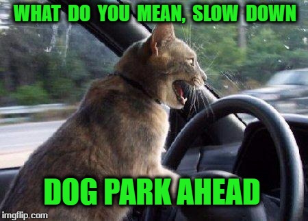 catsale | WHAT  DO  YOU  MEAN,  SLOW  DOWN; DOG PARK AHEAD | image tagged in catsale | made w/ Imgflip meme maker