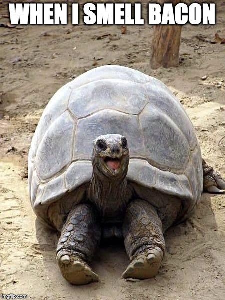 You too? | WHEN I SMELL BACON | image tagged in smiling happy excited tortoise,happy,excited,turtle | made w/ Imgflip meme maker
