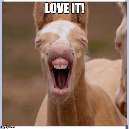 Foal | LOVE IT! | image tagged in foal | made w/ Imgflip meme maker