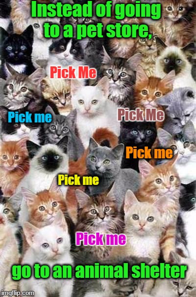 Public Service Announcement | Instead of going to a pet store, Pick Me; Pick Me; Pick me; Pick me; Pick me; Pick me; go to an animal shelter | image tagged in too many cats | made w/ Imgflip meme maker