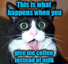 catsuprised | This is what happens when you; give me coffee instead of milk | image tagged in catsuprised | made w/ Imgflip meme maker