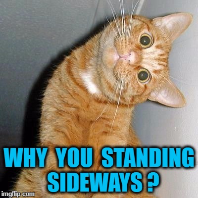 catstare | WHY  YOU  STANDING  SIDEWAYS ? | image tagged in catstare | made w/ Imgflip meme maker