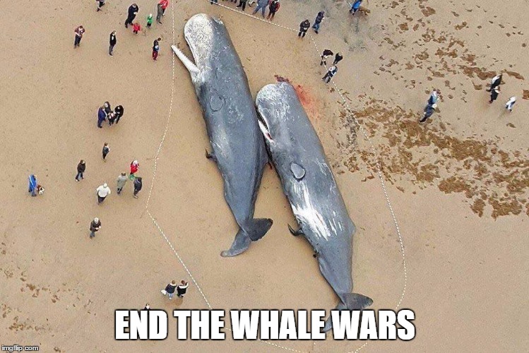 END THE WHALE WARS | image tagged in just catchin' some rays whales | made w/ Imgflip meme maker