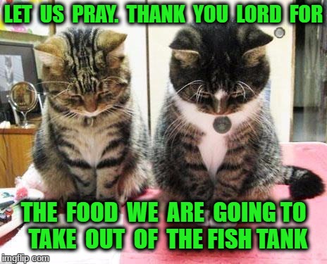 cats praying | LET  US  PRAY.  THANK  YOU  LORD  FOR; THE  FOOD  WE  ARE  GOING TO  TAKE  OUT  OF  THE FISH TANK | image tagged in cats praying | made w/ Imgflip meme maker