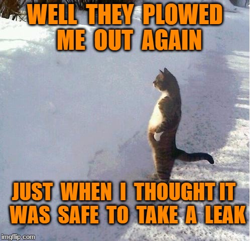 cats | WELL  THEY  PLOWED  ME  OUT  AGAIN; JUST  WHEN  I  THOUGHT IT  WAS  SAFE  TO  TAKE  A  LEAK | image tagged in cats | made w/ Imgflip meme maker
