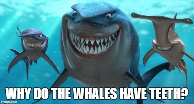 Fish are friends not food | WHY DO THE WHALES HAVE TEETH? | image tagged in fish are friends not food | made w/ Imgflip meme maker