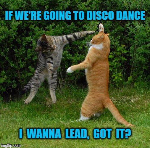 Two cats fighting | IF WE'RE GOING TO DISCO DANCE; I  WANNA  LEAD,  GOT  IT? | image tagged in two cats fighting | made w/ Imgflip meme maker