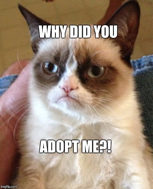 Grumpy Cat | WHY DID YOU; ADOPT ME?! | image tagged in memes,grumpy cat | made w/ Imgflip meme maker