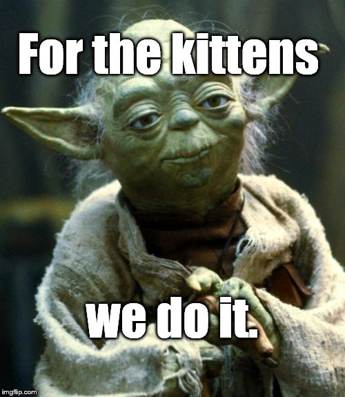 Star Wars Yoda Meme | For the kittens we do it. | image tagged in memes,star wars yoda | made w/ Imgflip meme maker