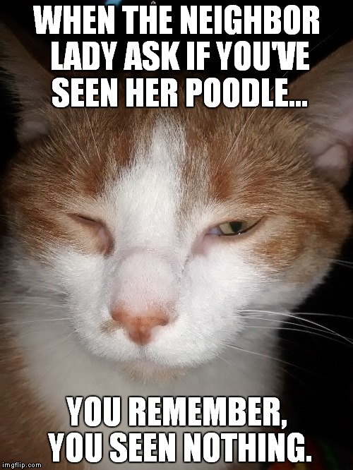 Finally rid of that little yapper... | WHEN THE NEIGHBOR LADY ASK IF YOU'VE SEEN HER POODLE... YOU REMEMBER, YOU SEEN NOTHING. | image tagged in evil cat | made w/ Imgflip meme maker