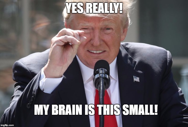 YES REALLY! MY BRAIN IS THIS SMALL! | image tagged in trumpsmall | made w/ Imgflip meme maker