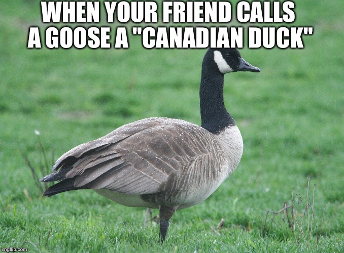 A Duck | WHEN YOUR FRIEND CALLS A GOOSE A "CANADIAN DUCK" | image tagged in friends,duck,canada,goose | made w/ Imgflip meme maker