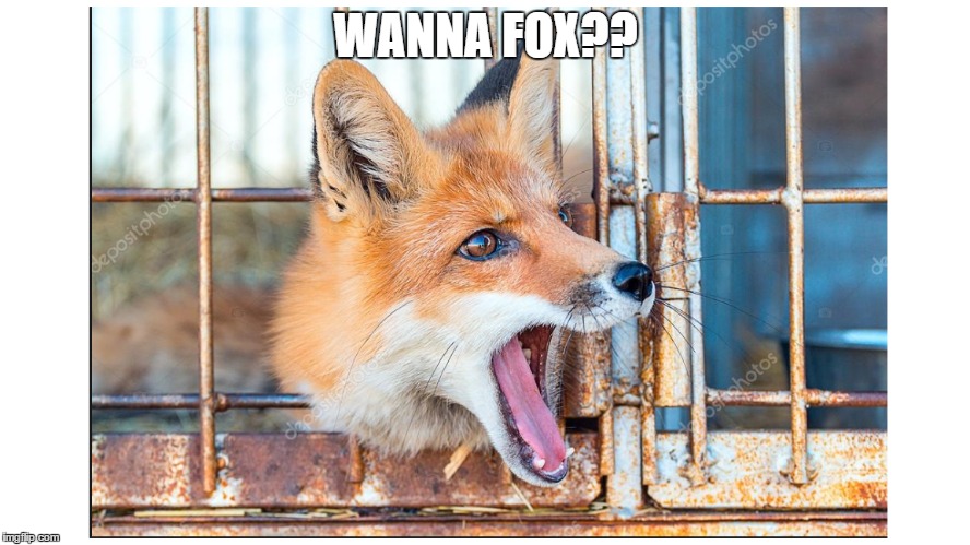 Wanna Fox  | WANNA FOX?? | image tagged in sexy,funny,no filter,animals | made w/ Imgflip meme maker