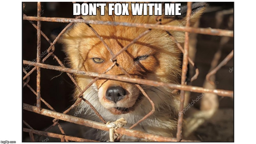Don't Fox with me  | DON'T FOX WITH ME | image tagged in angry,funny,animal | made w/ Imgflip meme maker