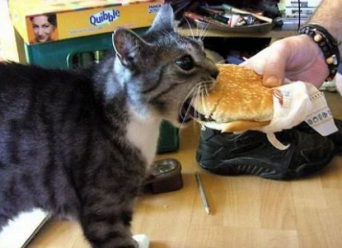 High Quality Cheeseburger cat Blank Meme Template