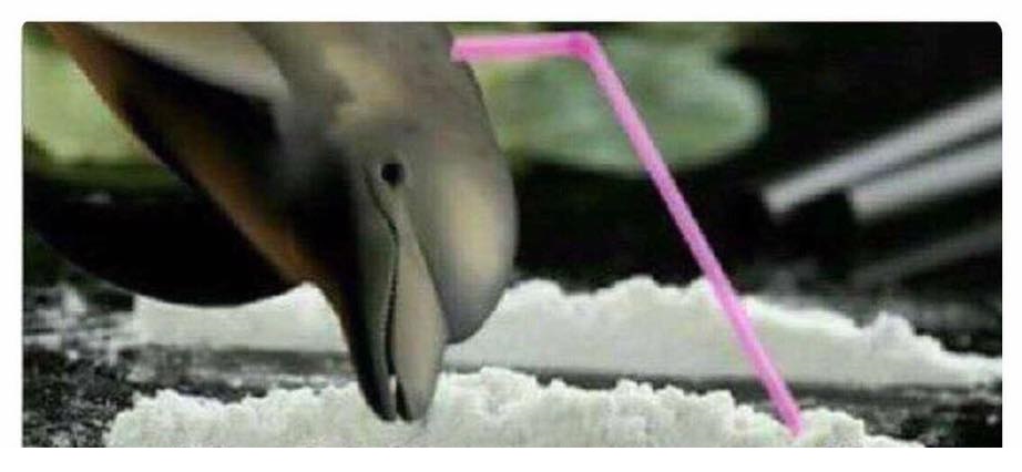 High Quality Cocaine Dolphin Blank Meme Template
