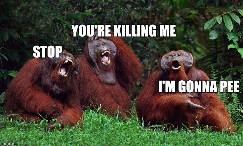 laughing orangutans | STOP YOU'RE KILLING ME I'M GONNA PEE | image tagged in laughing orangutans | made w/ Imgflip meme maker