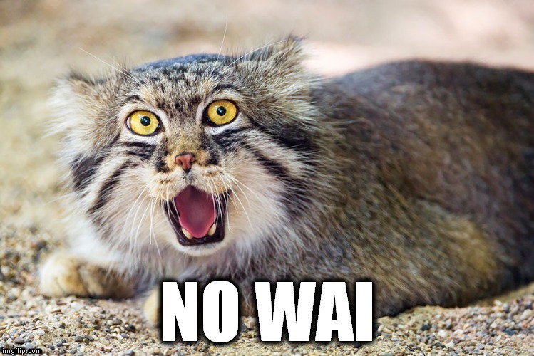 image tagged in cat,no way,no wai | made w/ Imgflip meme maker