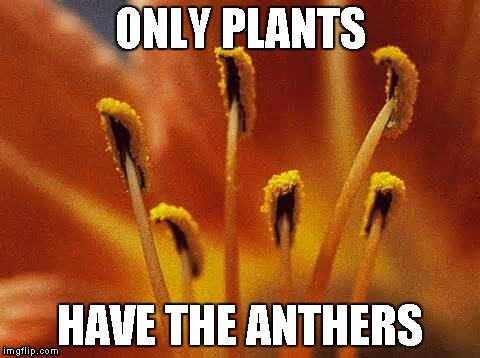 image tagged in plants,anthers,only plants have the anthers,answers,the meaning of life | made w/ Imgflip meme maker