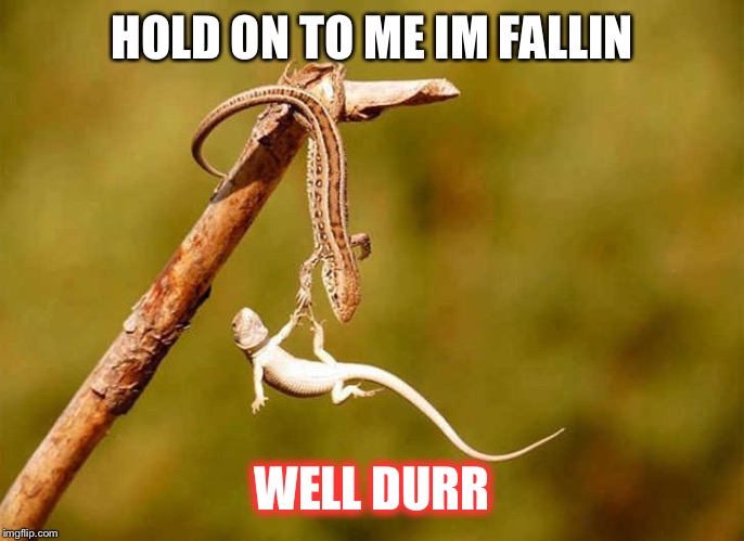 hang in there lizards | HOLD ON TO ME IM FALLIN; WELL DURR | image tagged in hang in there lizards | made w/ Imgflip meme maker
