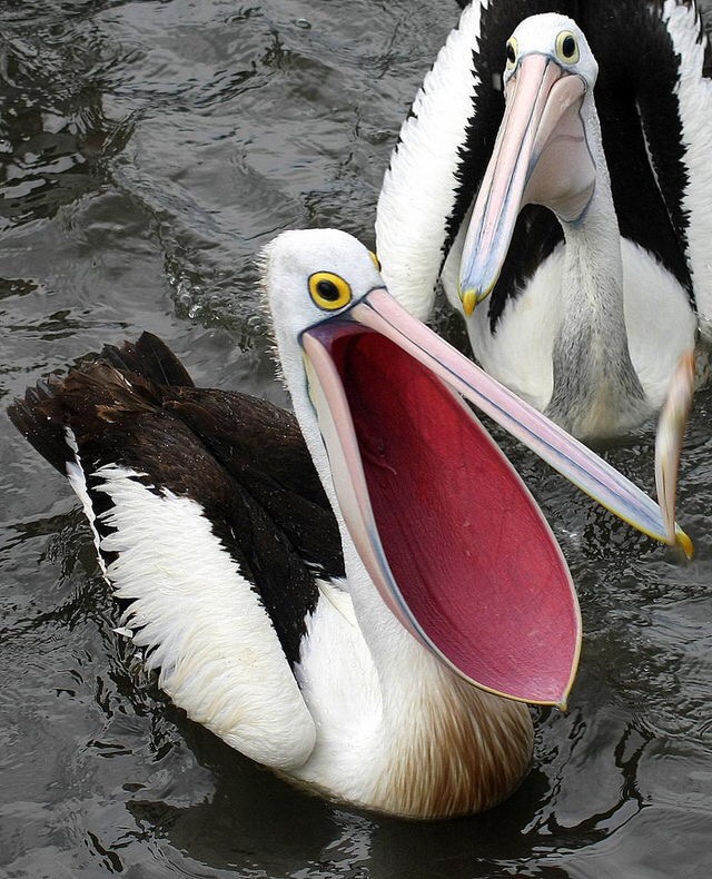 Happy pelican Blank Meme Template