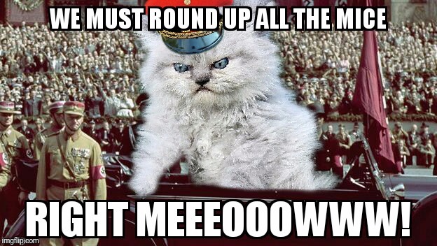 Intense nazi kitten | image tagged in funny cat memes,angry cat,nazi kittens,nazi cat | made w/ Imgflip meme maker