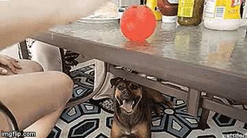 Ball Is Life | image tagged in gifs,dog,ball | made w/ Imgflip video-to-gif maker