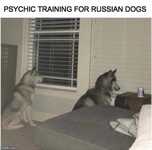 Putin’s Secret Weapon | PSYCHIC TRAINING FOR RUSSIAN DOGS | image tagged in vladimir putin,psychic,husky | made w/ Imgflip meme maker