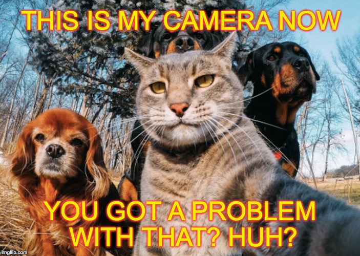Gangster cat, and his posse... | THIS IS MY CAMERA NOW; YOU GOT A PROBLEM WITH THAT? HUH? | image tagged in gangster,cat,dog,posse | made w/ Imgflip meme maker