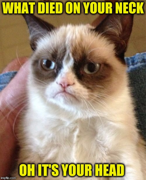 Grumpy Cat | WHAT DIED ON YOUR NECK; OH IT'S YOUR HEAD | image tagged in memes,grumpy cat | made w/ Imgflip meme maker