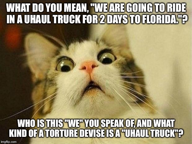 Scared Cat Meme | WHAT DO YOU MEAN, "WE ARE GOING TO RIDE IN A UHAUL TRUCK FOR 2 DAYS TO FLORIDA."? WHO IS THIS "WE" YOU SPEAK OF, AND WHAT KIND OF A TORTURE DEVISE IS A "UHAUL TRUCK"? | image tagged in memes,scared cat | made w/ Imgflip meme maker