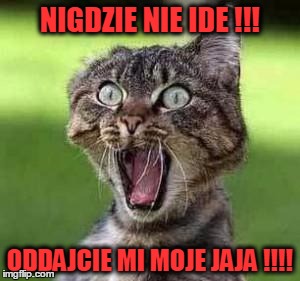 scared cat | NIGDZIE NIE IDE !!! ODDAJCIE MI MOJE JAJA !!!! | image tagged in scared cat | made w/ Imgflip meme maker