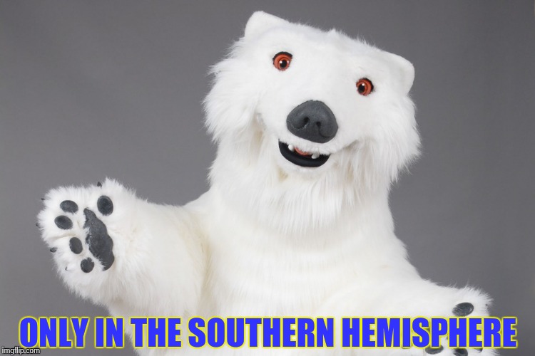 Polar Bear | ONLY IN THE SOUTHERN HEMISPHERE | image tagged in polar bear | made w/ Imgflip meme maker