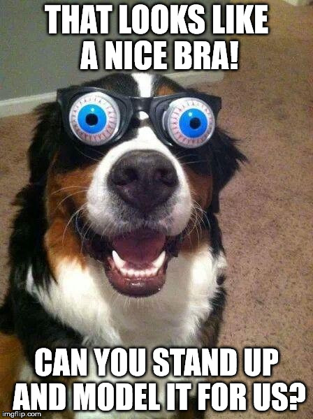 Surprised Dog | THAT LOOKS LIKE A NICE BRA! CAN YOU STAND UP AND MODEL IT FOR US? | image tagged in surprised dog | made w/ Imgflip meme maker