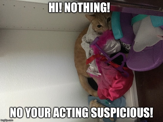 Meow cat | HI! NOTHING! NO YOUR ACTING SUSPICIOUS! | image tagged in hello | made w/ Imgflip meme maker