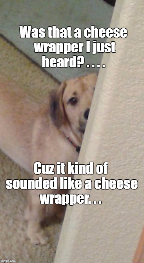 Cheese wrapper | Was that a cheese wrapper I just heard? . . . . Cuz it kind of sounded like a cheese wrapper. . . | image tagged in peeping dog,cheese wrapper,cute dog | made w/ Imgflip meme maker
