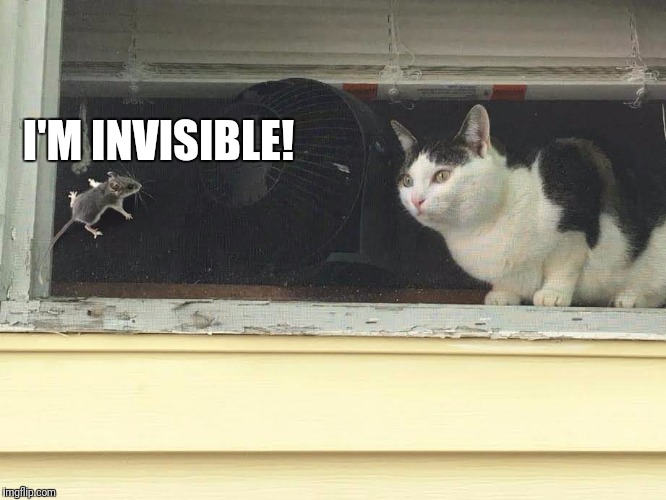 I'M INVISIBLE! | image tagged in mouse teasing cat | made w/ Imgflip meme maker