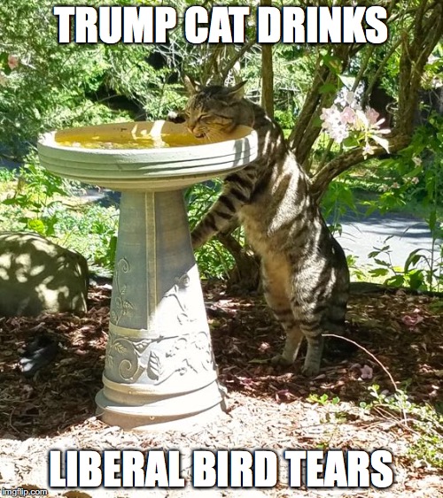 TRUMP CAT DRINKS; LIBERAL BIRD TEARS | image tagged in trump cat | made w/ Imgflip meme maker